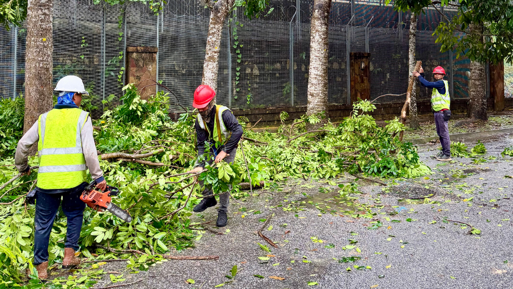 SERVICES POTONG POKOK