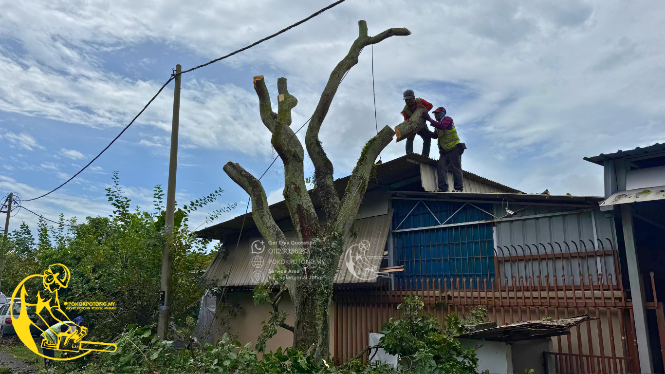 Tree cutting team using controlled branch removal near a building in Kuala Lumpur, Selangor.